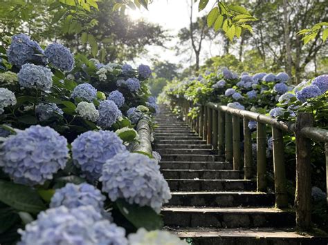 繡花球|2024繡球花季》全台12個繡球花景點 夢幻打卡全攻略